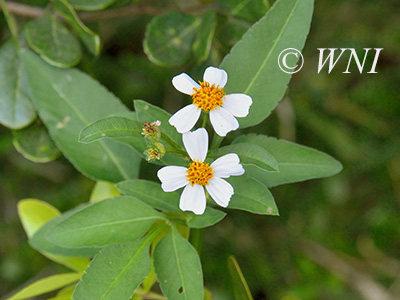 Hairy Beggarticks (Bidens pilosa)